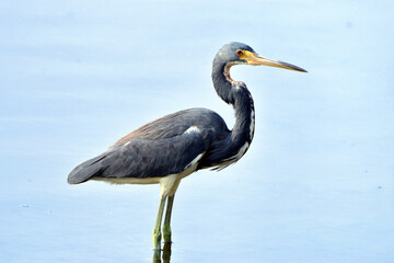 Tricolored Heron (Egretta tricolor) perched in the middle of the lagoon
