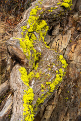 Moss-covered tree surrounded by ancient rocks