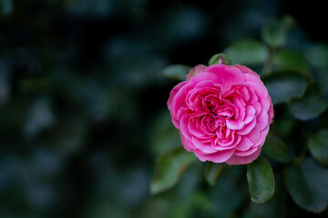pink rose macro detail shot (focus is specially adjusted)