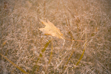 Golden Autumn Leaf in Field of Delicate Grass