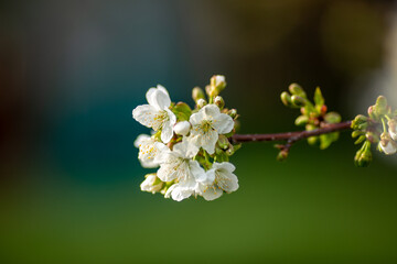 Bride and Groom flowers and Wedding Rings Special concept shooting.