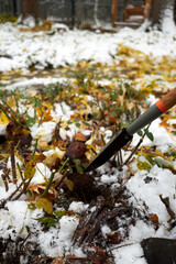 A gardener plants tulip bulbs in the garden in the fall