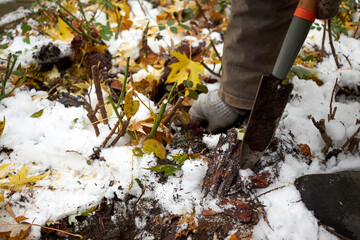 A gardener plants tulip bulbs in the garden in the fall