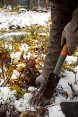 A gardener plants tulip bulbs in the garden in the fall