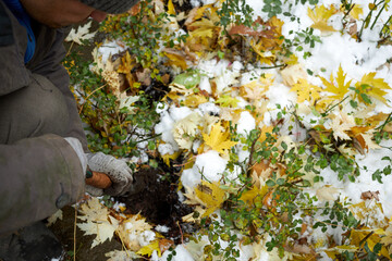 A gardener plants tulip bulbs in the garden in the fall
