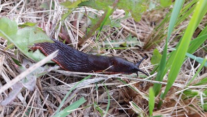 Black snail on grass