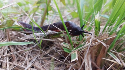 Black snail on grass