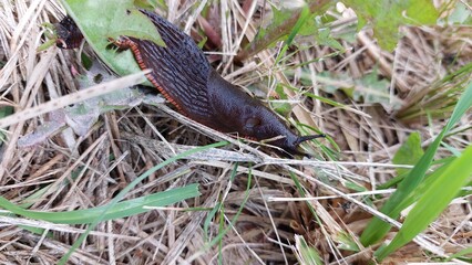 Black snail on grass
