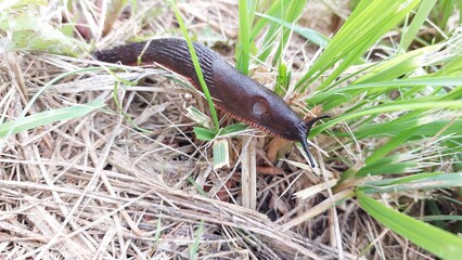 Black snail on grass
