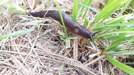Black snail on grass