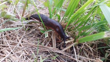 Black snail on grass