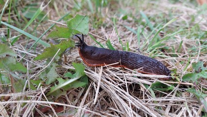 Black snail on grass