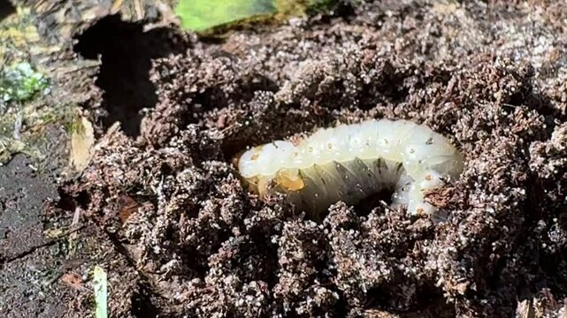 Close up of a grub that was recently exposed trying to bury itself in dirt