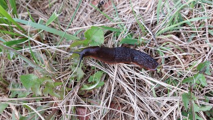 Black snail on grass