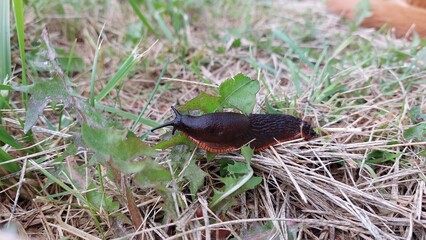Black snail on grass