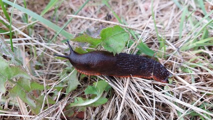 Black snail on grass