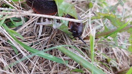Black snail on grass