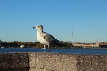 Seagull on a parapet of concrete near the sea of the river. Seabirds animals
