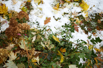 Yellow leaves and cut rose bushes lying on the snow in the garden. preparing the garden for winter.