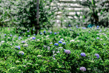 Flower garden landscape background, garden decoration in cafes and restaurants, for beauty and a photo corner for customers to relax and unwind their eyes.