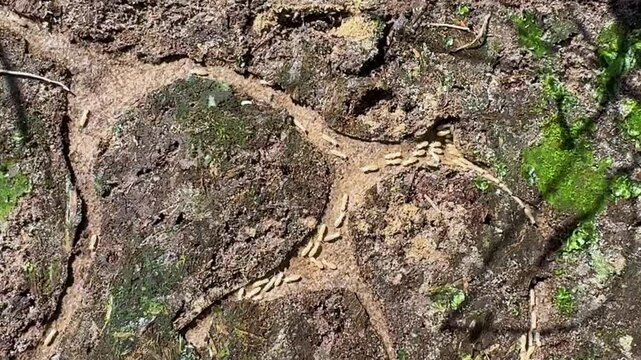 Looking down at termites traveling paths in the dirt, going back and forth transporting food