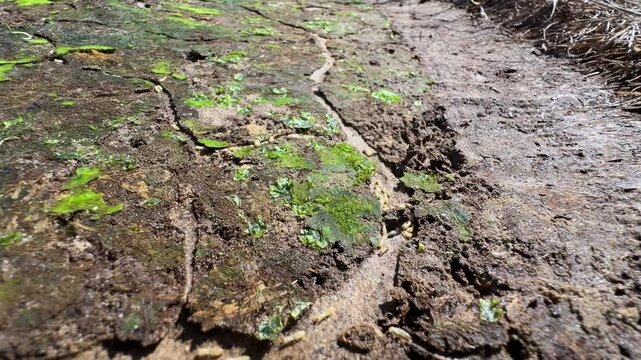 Termites traveling mud tunnels they have built to transport food back and forth