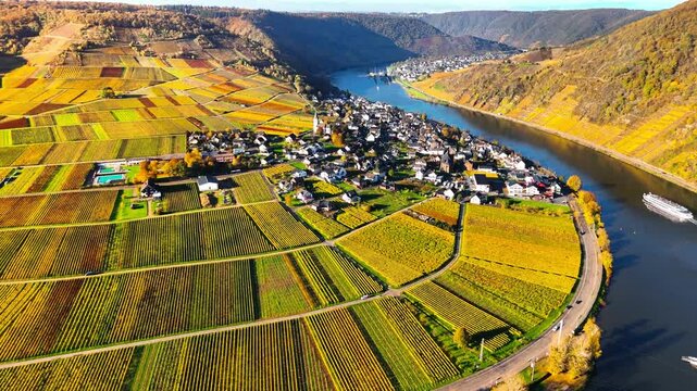 Aerial drone view of autumn vineyard terraces. Mosel Valley wine region Germany Balstein. High quality 4k footage