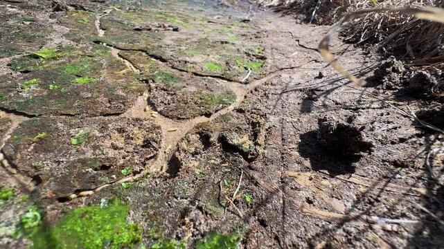 Termites traveling along a mud tube