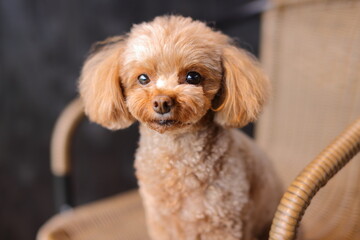椅子に座っているトイ・プードル