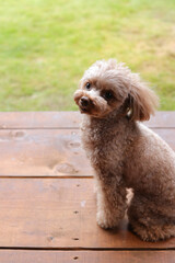 芝生の庭を背景にお座りするトイ・プードル