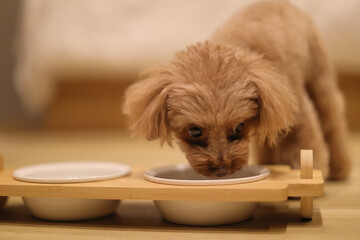 ごはんを食べているトイ・プードル