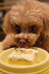 生まれて初めてペット用ケーキを食べるトイ・プードル