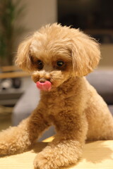 生まれて初めてペット用ケーキを食べるトイ・プードル