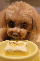 生まれて初めてペット用ケーキを食べるトイ・プードル