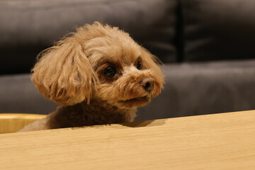 生まれて初めてペット用ケーキを食べたトイ・プードル