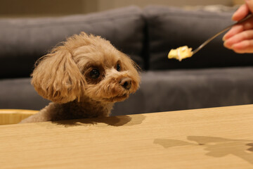 生まれて初めてペット用ケーキを食べたトイ・プードル