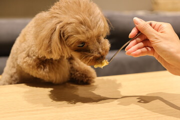 初めてペット用ケーキを食べたトイ・プードル
