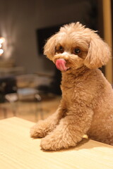 舌なめずりをするトイ・プードル