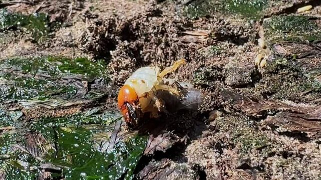Close up of a grub, beetle larvae, trying to bury itself in dirt 