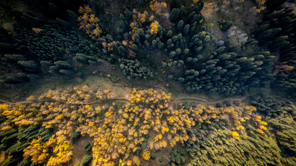 top view from drone - trees in the mountains in the fall