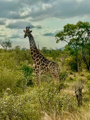 Wild giraffe is South Africa. Landscape 