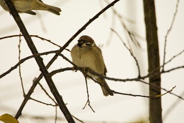 Obraz premium bird on a branch