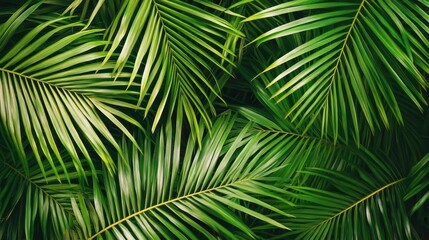 A close-up shot of vibrant green palm leaves, showcasing their intricate texture and natural beauty.