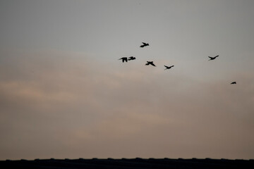 silhouette of birds flying at sunset