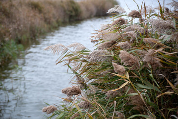 The shore of a reservoir is overgrown with flowering reeds on an autumn day.