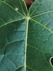 A close-up detailed textured of papaya leaf or Carica papaya.