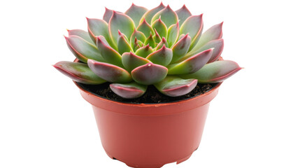 Fototapeta premium Cactus in a pot transparent background