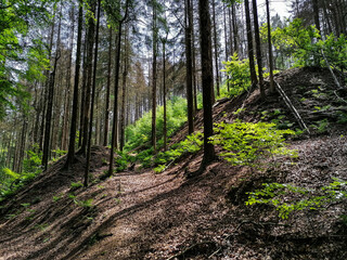 Forest in spring