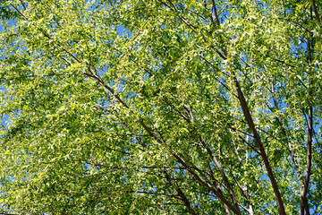 Fototapeta premium green leaves of a tree. Green background