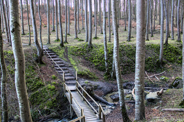 Forest in spring